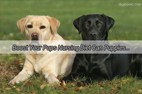 Boost Your Pups Nursing Diet Can Puppies Eat Mung Beans